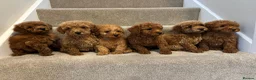 Miniature Poodle dogs for sale: Miniature poodle puppies  - Advert 5