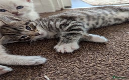 Ojos Azules cats for sale: beautiful Male Kitten - Image 9