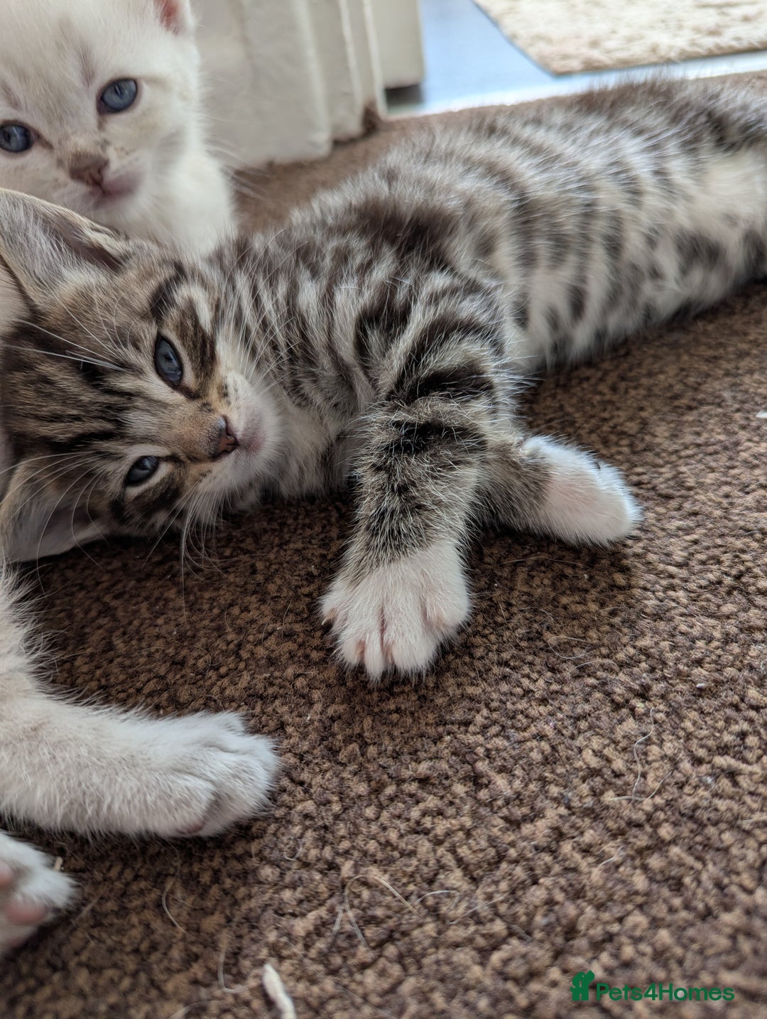 Ojos Azules cats for sale: beautiful Male Kitten - Image 9