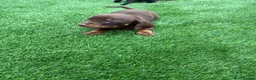 Miniature Dachshund dogs for sale: Dachshund  - Advert 5