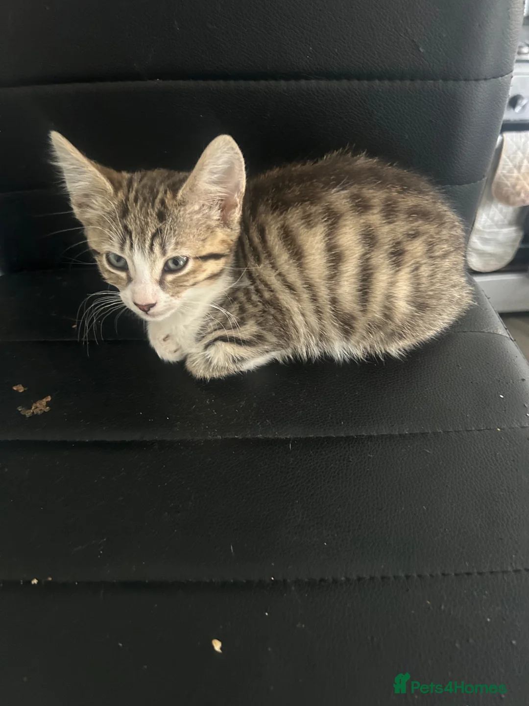 Norwegian Forest Cat cats for sale: I fluffy Norwegian left  - Advert 1