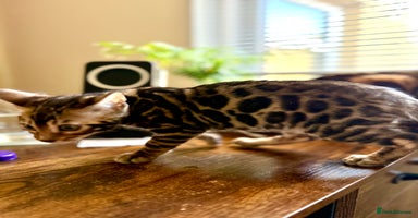 Bengal cats Bengal kittens  - Advert 7