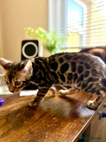 Bengal cats Bengal kittens - Advert 7