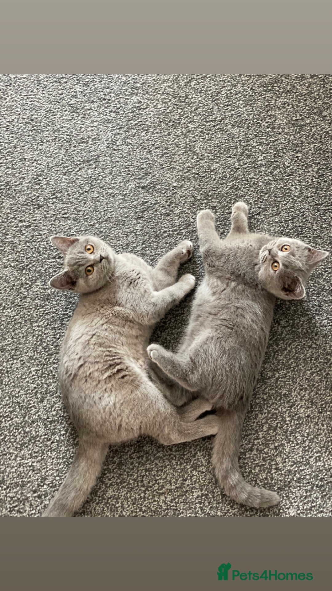 Scottish Fold cats for sale: Loved Sottish kittens to go x2 - Image 6