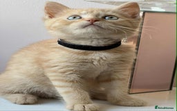 British Shorthair cats for sale: British Shorthair kittens - Image 7