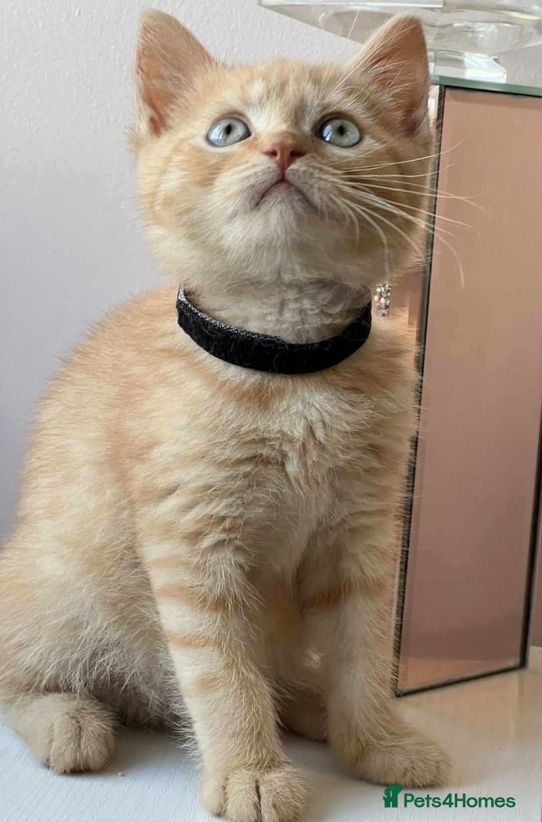 British Shorthair cats for sale: British Shorthair kittens - Image 7