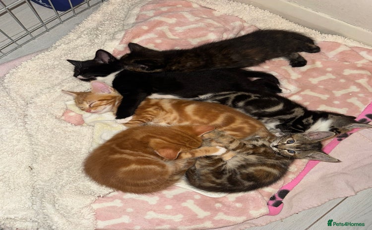 Domestic Shorthair cats - Advert 1