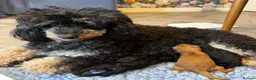Toy Poodle dogs for sale: Beautiful Toy poodle KC Reg phantom Boy puppy  in Liversedge - Advert 1