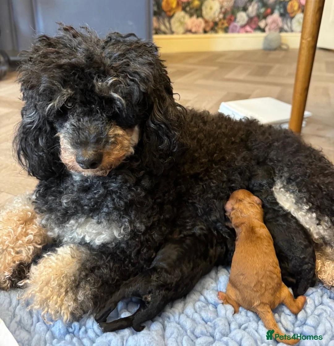Toy Poodle dogs for sale: Beautiful Toy poodle KC Reg phantom Boy puppy  in Liversedge - Advert 1