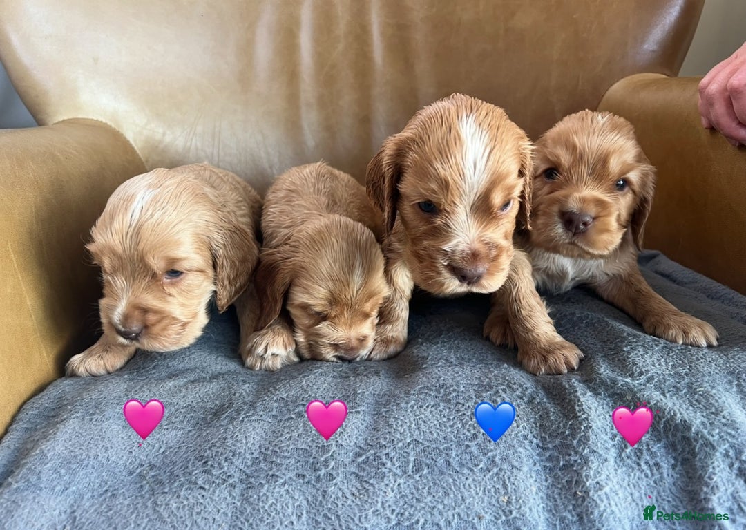 Cocker Spaniel dogs for sale: 🐾Gorgeous Cocker Spaniel Puppies 🐶🐾 - Image 26