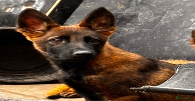 German Shepherd dogs - Advert 2