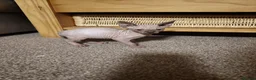Sphynx cats for sale: Sphinx males - Advert 3