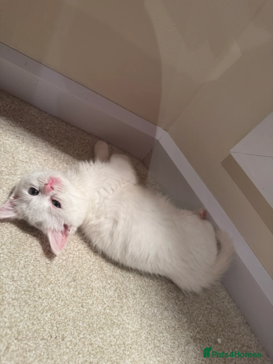 Mixed Breed cats for sale: Siberian x British Shorthair  - Advert 10