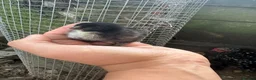 Chickens poultry for sale: Day old pekin chicks  - Advert 3