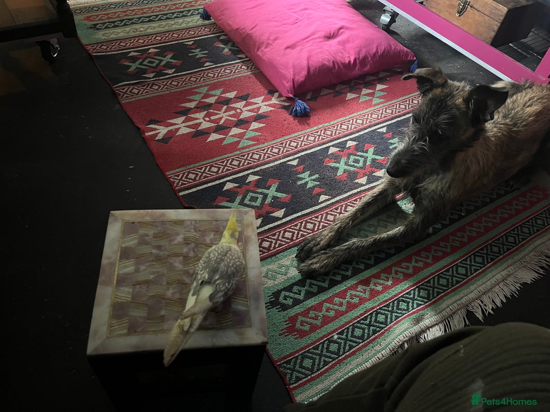 Mixed Breed dogs for sale: Lurcher Siblings - Image 18