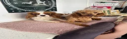Cavapoo dogs for sale: Fox red cavapoo cuties  in Dartford - Advert 14