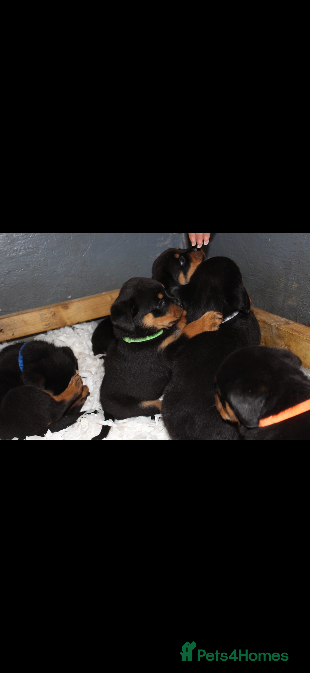 Rottweiler dogs for sale: Stunning Rottweiler Puppies  - Advert 11