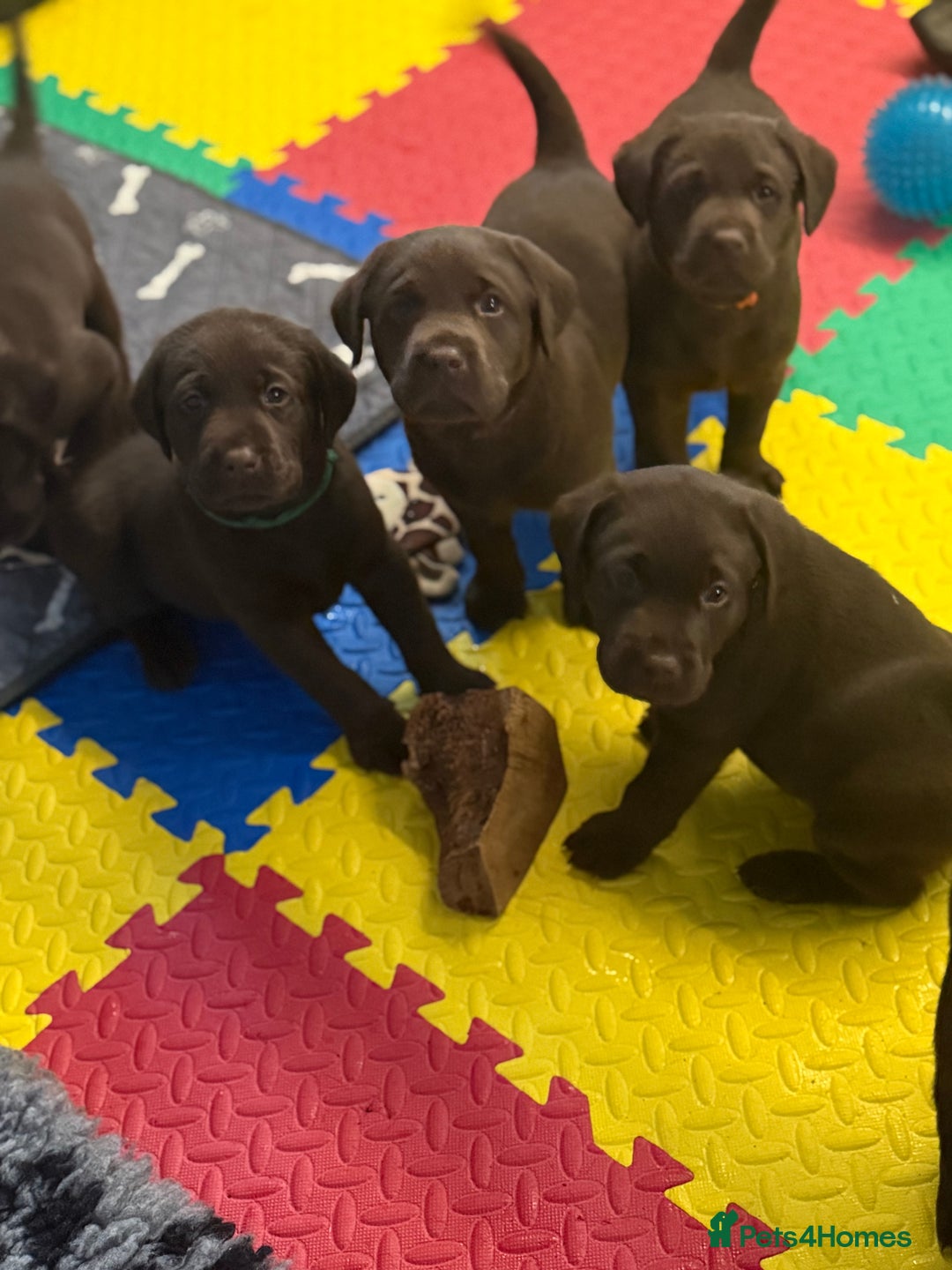 Labrador Retriever dogs for sale: Exceptional KC Chocolate Labrador Puppies - Image 1