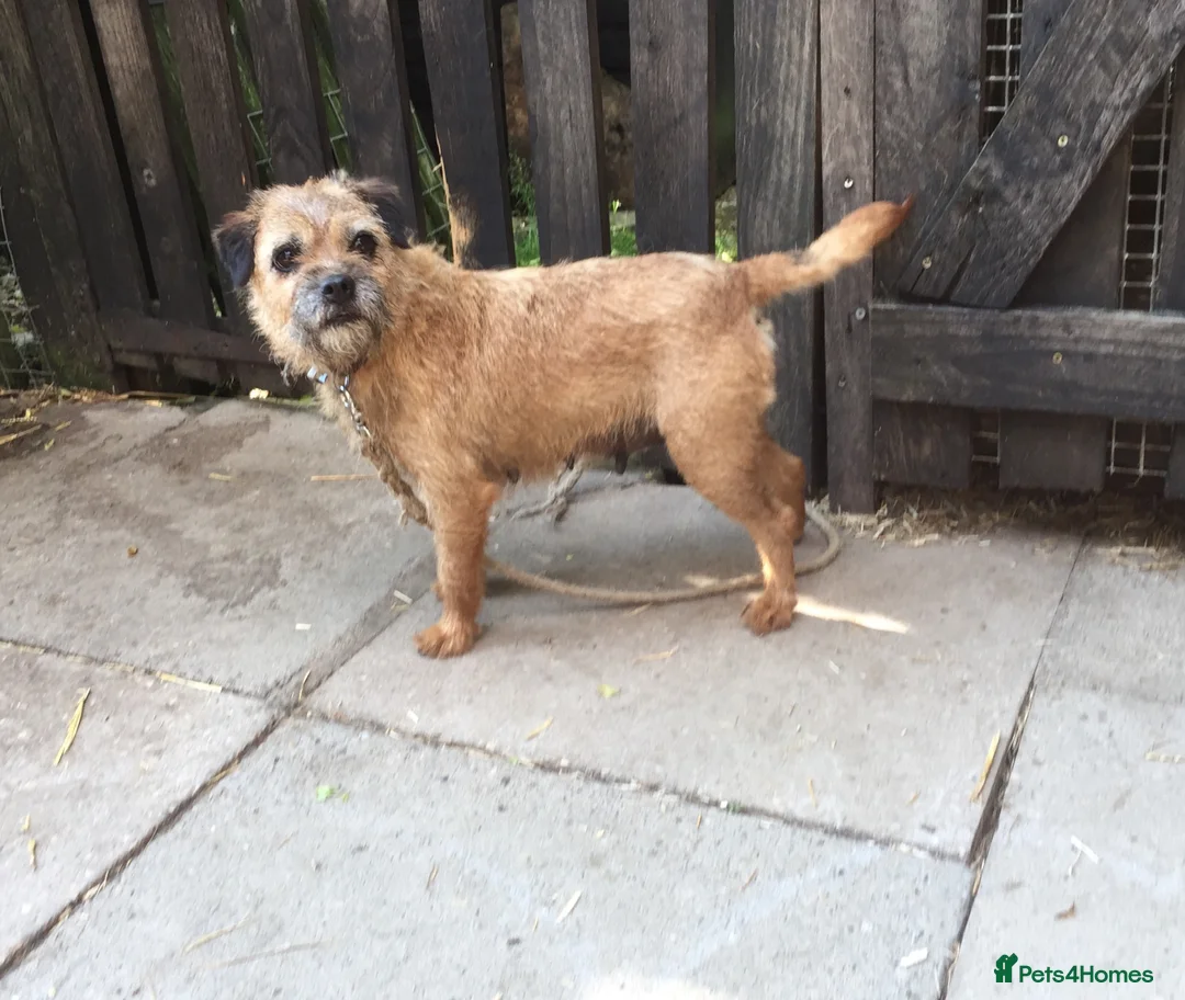 Border Terrier dogs for sale: Border Terrier bitch adult - Advert 1