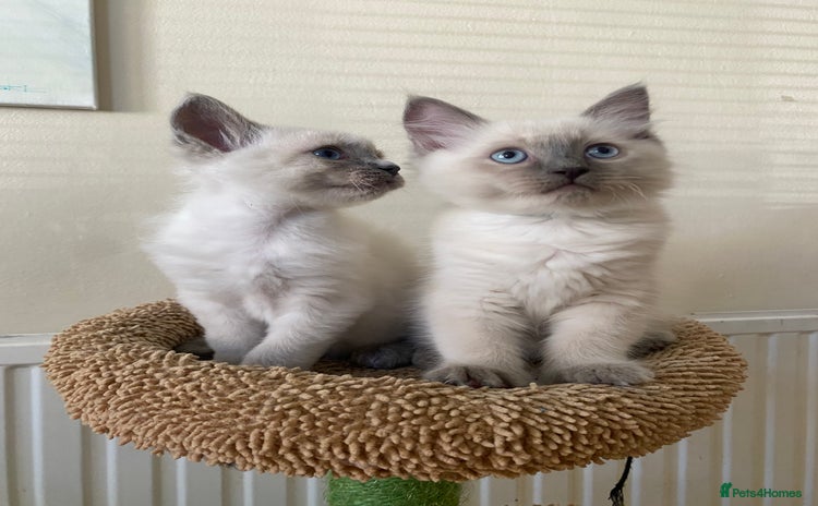 Ragdoll cats - Advert 9