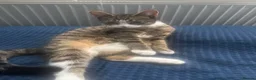 Aegean cats for sale: Greek Aegan Kittens , 6 boys and 1 beautiful girl  - Advert 2
