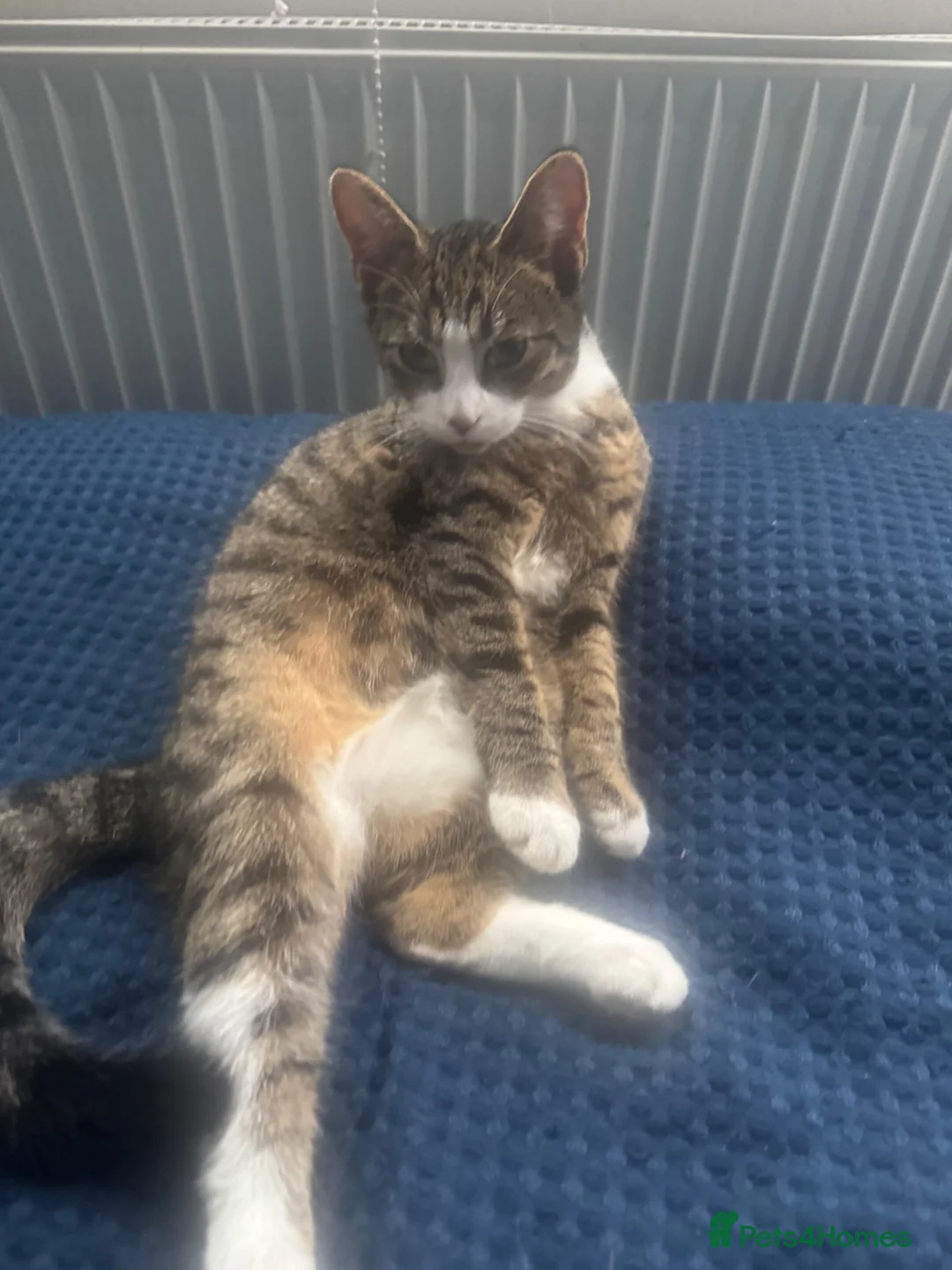 Aegean cats for sale: Greek Aegan Kittens , 6 boys and 1 beautiful girl  - Advert 2