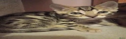 Bengal cats for sale: ✨Bengal Kittens Ready for Their Forever Homes✨ - Advert 29