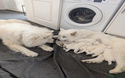 Samoyed dogs for sale: Samoyed Puppies for Sale! - Image 12