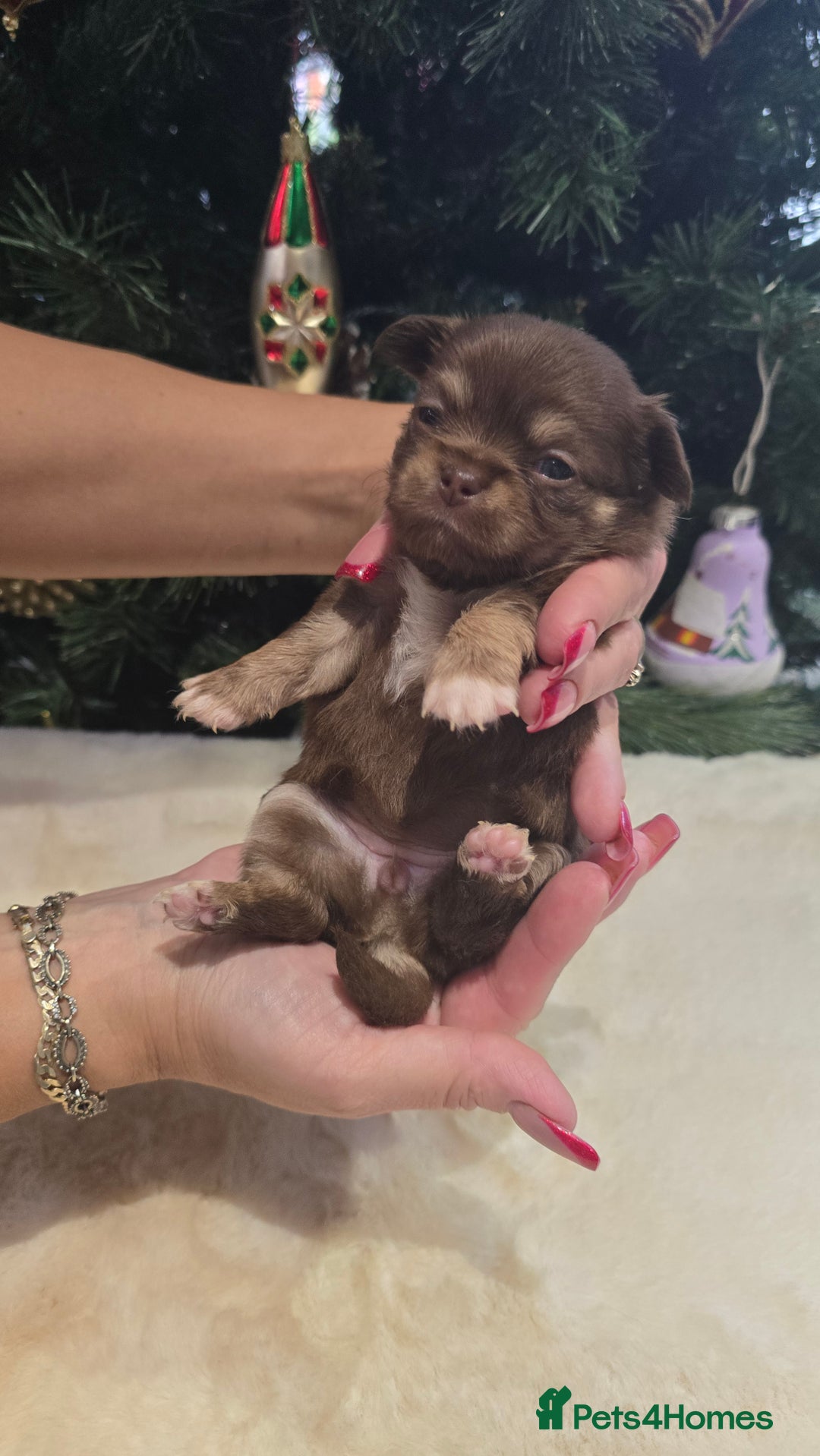Chihuahua dogs for sale: Chihuahua puppies Russian ancestry with perfect bo - Advert 6