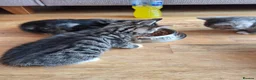 Mixed Breed cats for sale: Gorgeous kittens  - Advert 3