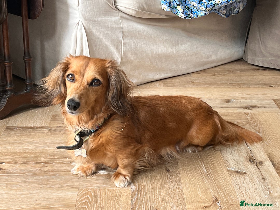 Miniature Dachshund dogs for sale: Miniature Long Haired black & tan bitch - Image 14