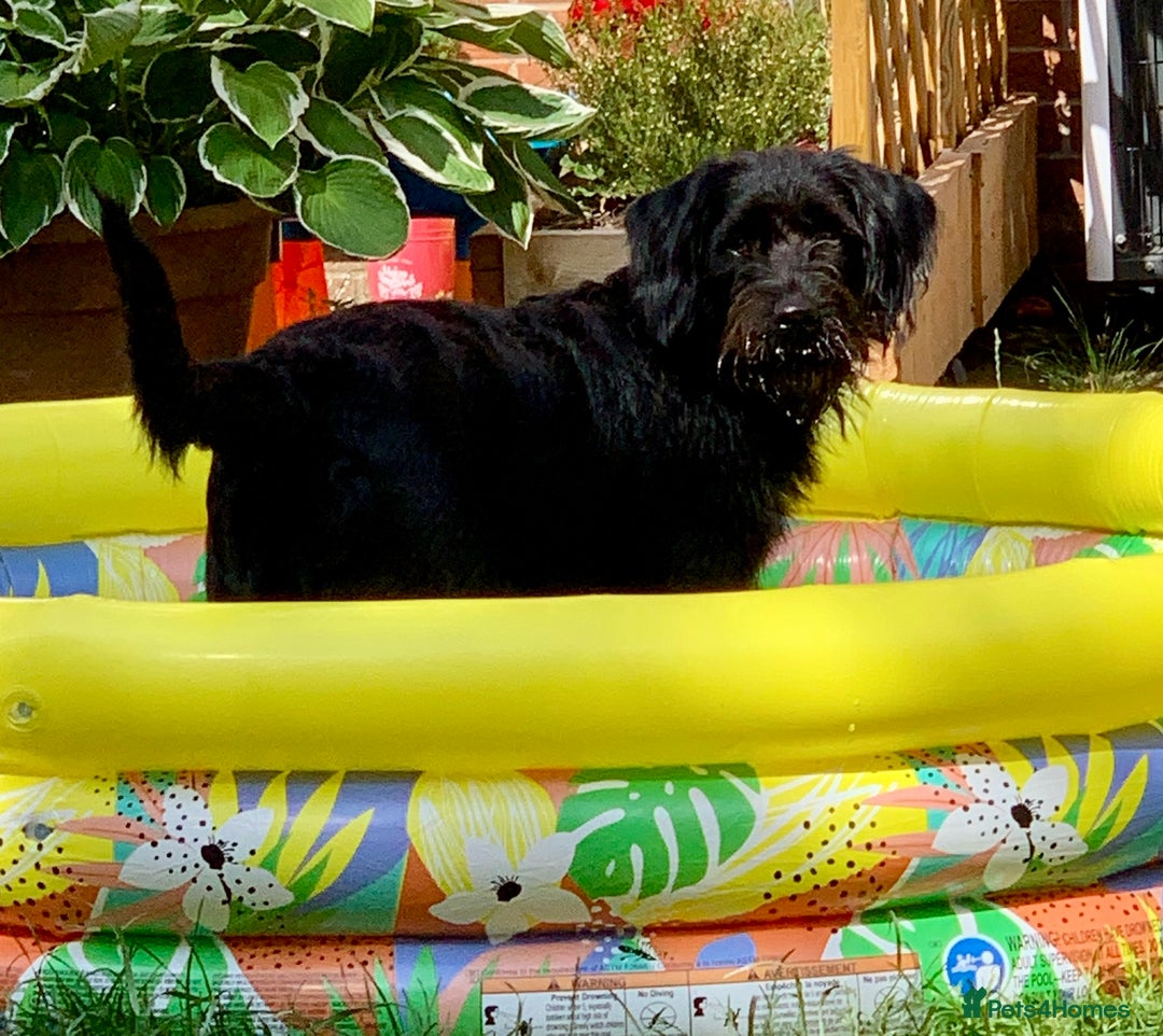 Labradoodle dogs for sale: Oscar - Labradoodle - Image 7