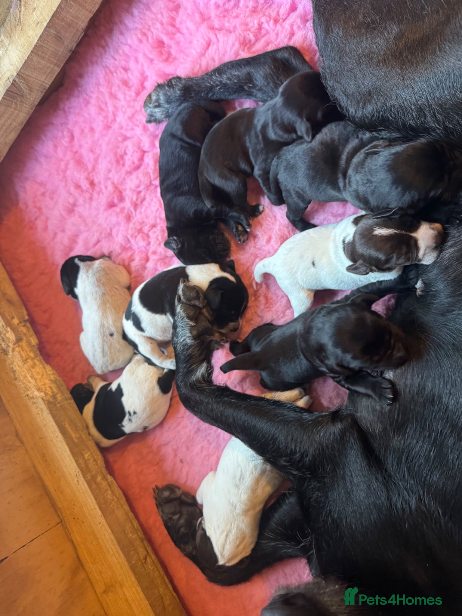 Mixed Breed dogs Beautiful litter of working GWPxLab puppies - Advert 2