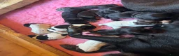 Mixed Breed dogs for sale: Beautiful litter of working GWPxLab puppies - Advert 2