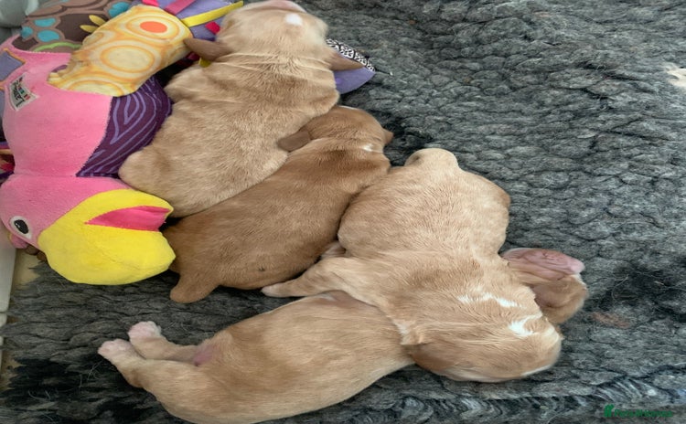 Cocker Spaniel dogs - Advert 9