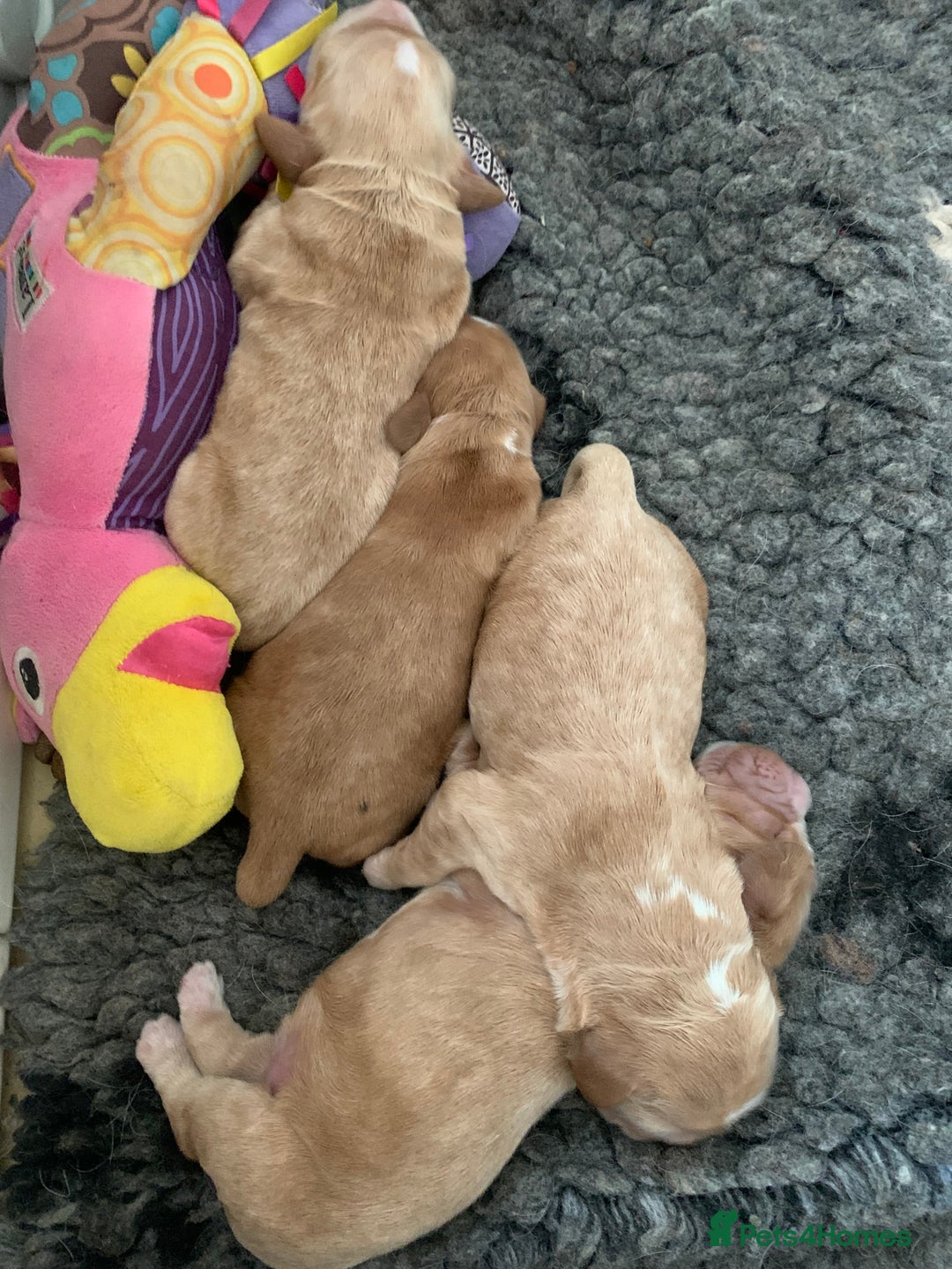Cocker Spaniel dogs for sale: KC Registered Quality Show Type Cocker Puppies   - Image 10