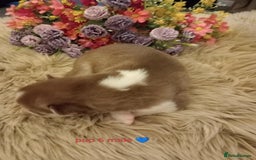 Siberian Husky dogs for sale: Siberian Husky puppies - Advert 3