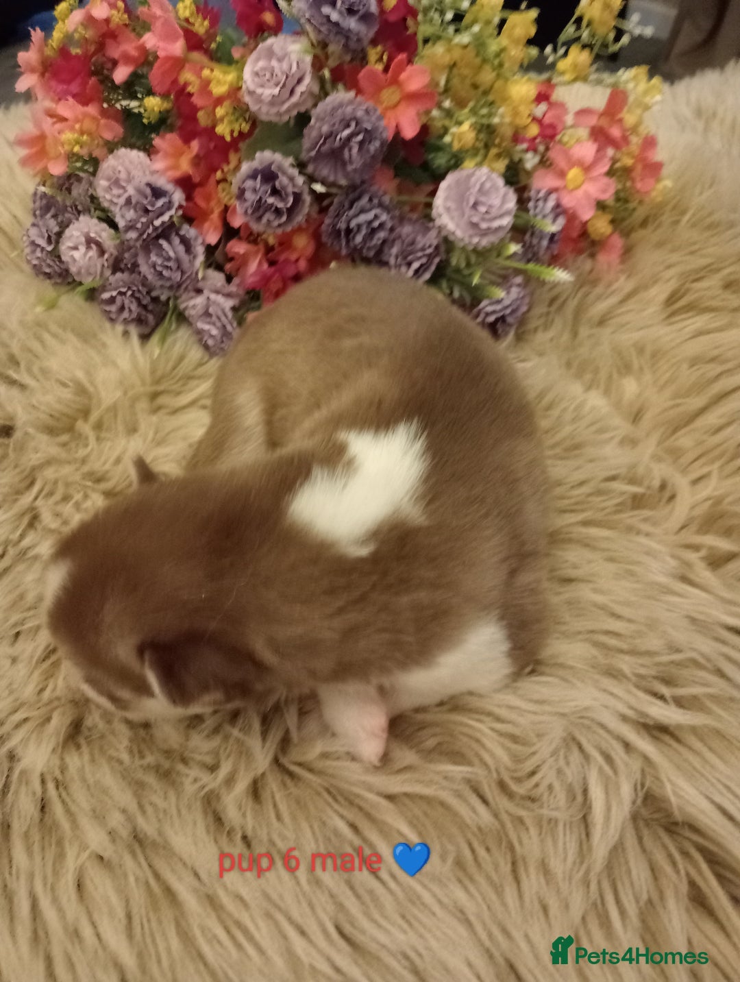 Siberian Husky dogs for sale: Siberian Husky puppies - Advert 3