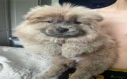 Chow Chow dogs for sale: Chow chow pups - Image 11