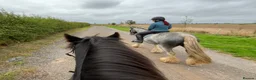 Irish Cob horses for sale: 13.3 Allrounder Cob Mare - Advert 5