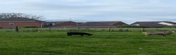 Sheep livestock for sale: Hebridean Soay Cross breeding ram lambs - Advert 2