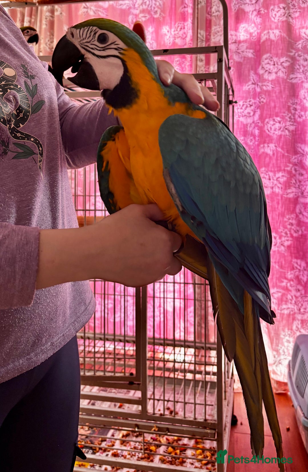 Macaws birds for sale: Baby Blue And Gold Macaw - Image 4