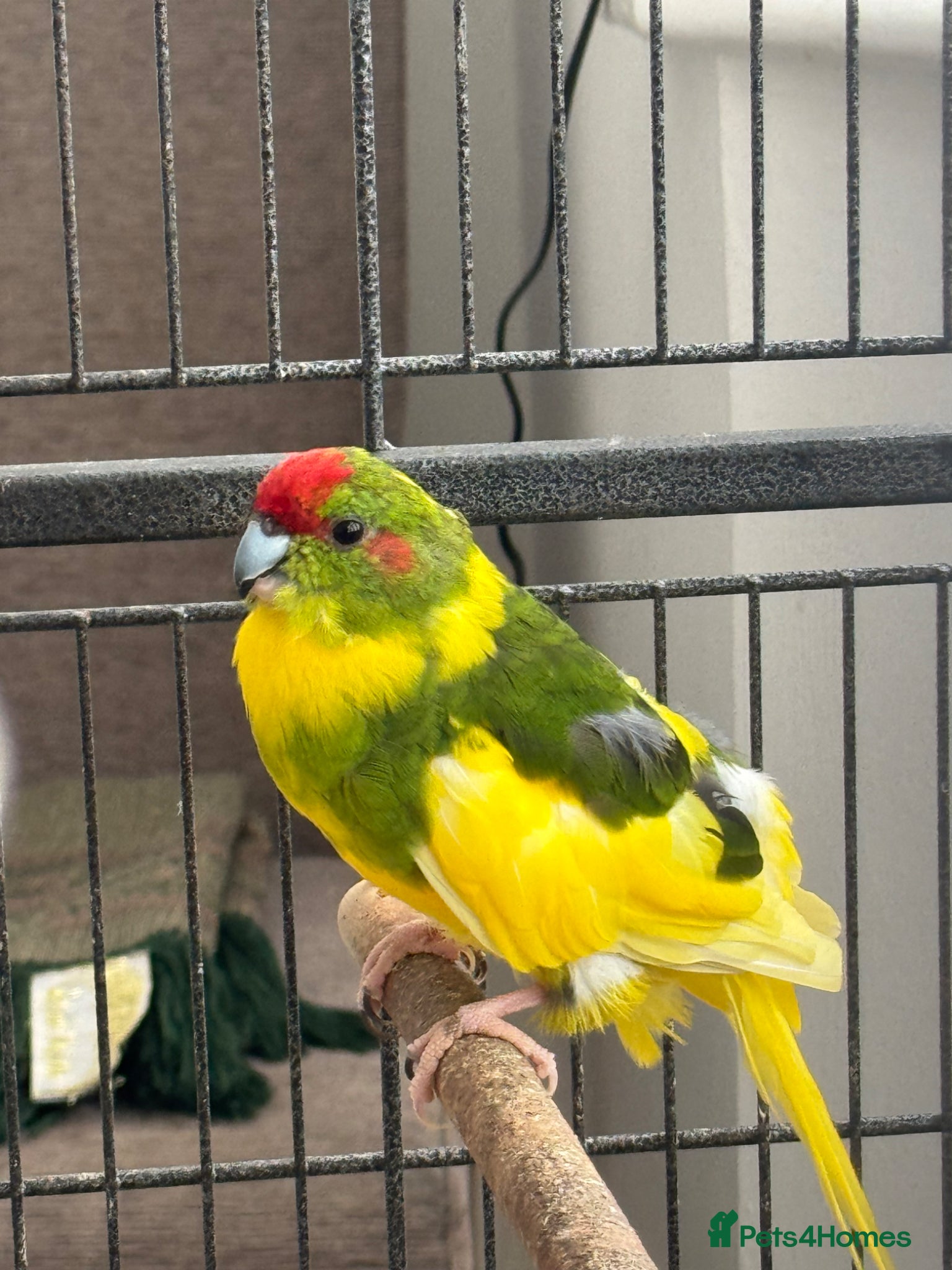 Parakeets birds Beautiful female kakariki  - Advert 6