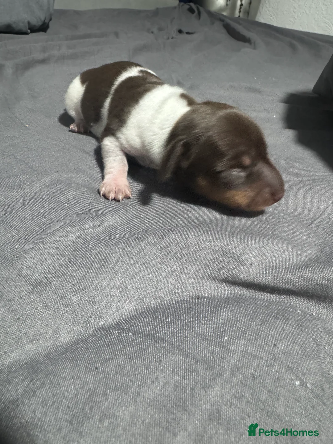 Miniature Dachshund dogs for sale: Beautiful boy - Advert 13