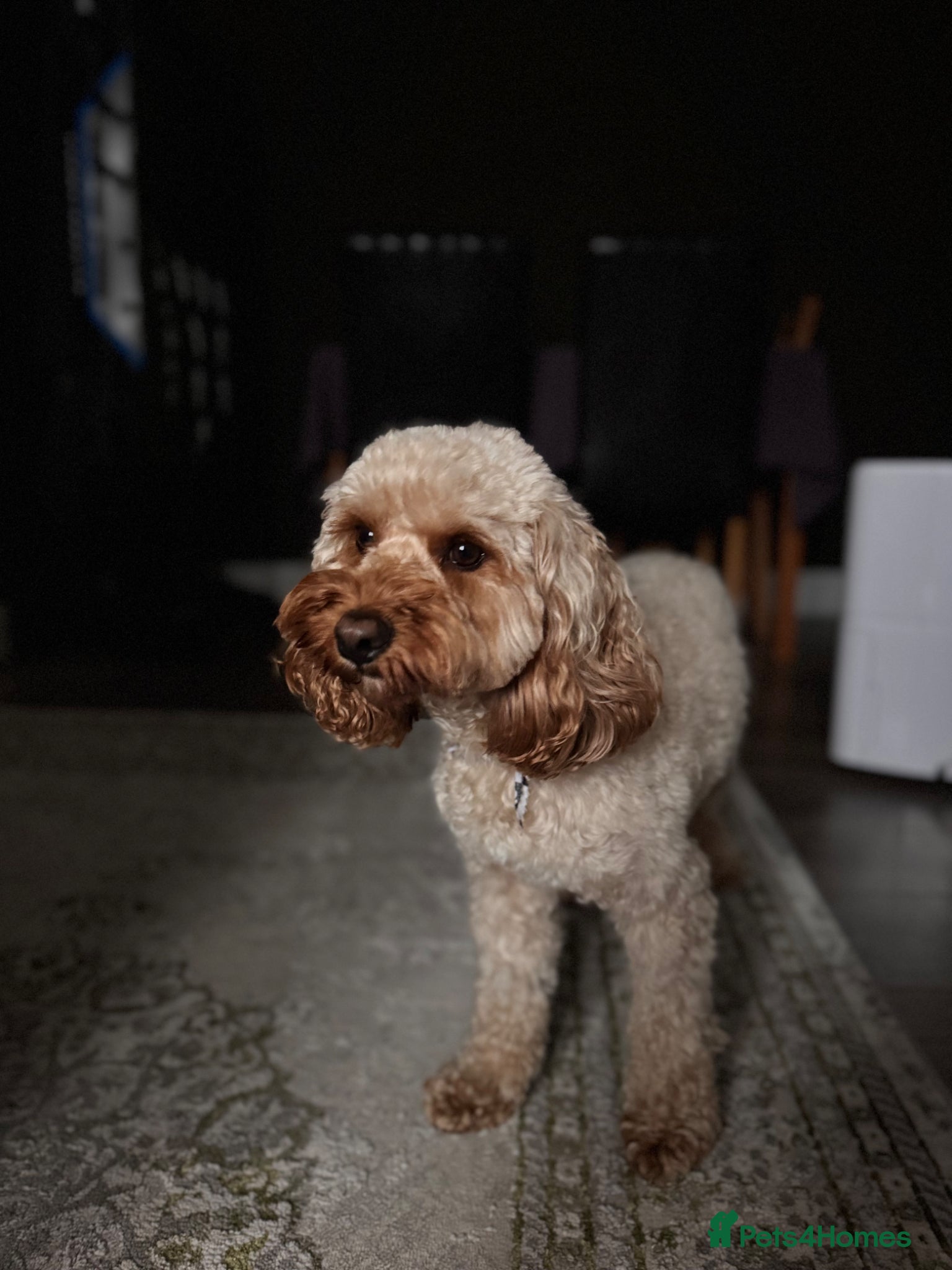 Cavapoo dogs for stud: Teddy – Available for Stud in Romford - Advert 2