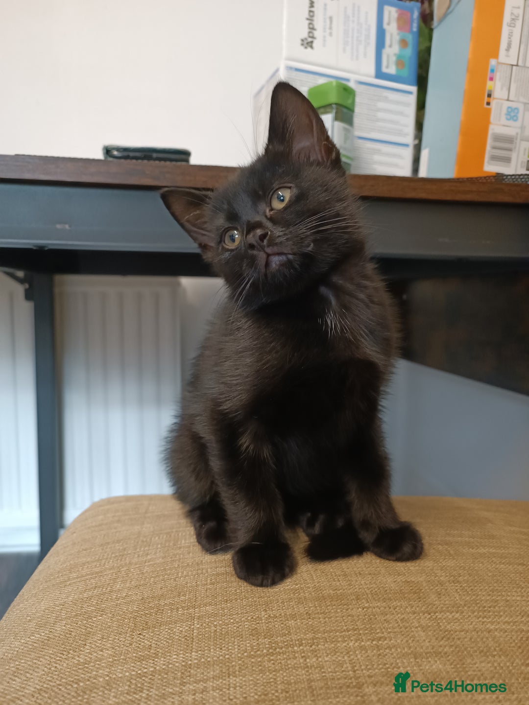 European cats for sale: Kittens looking for homes - Image 4