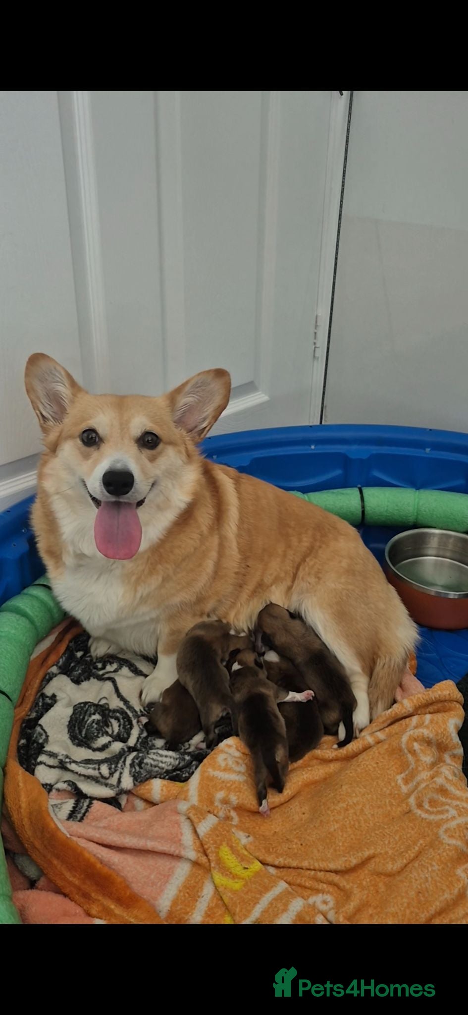 Welsh Corgi Pembroke dogs Welsh Pembroke Corgi puppy's for sale - Advert 6