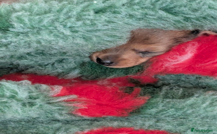 Miniature Dachshund dogs - Advert 10
