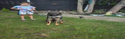 German Shepherd dogs for sale: German Shepherd  - Advert 2