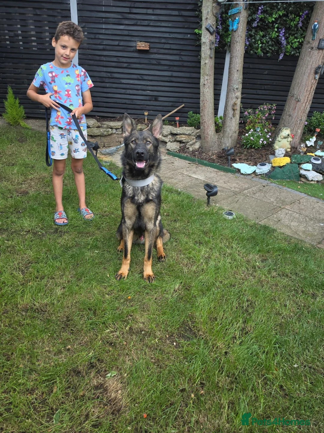 German Shepherd dogs for sale: German Shepherd  - Advert 2